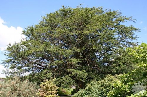 Taxus baccata or Common Yew