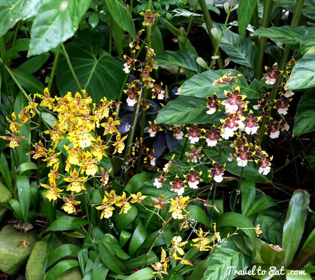 Yellow and Red Oncidium or Dancing Ladies Orchid. Conservatory of Flowers Orchids. San Francisco, California