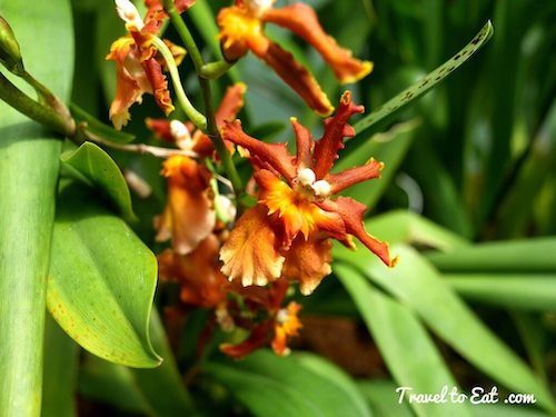 Conservatory of Flowers Orchids. San Francisco, California - Travel To ...