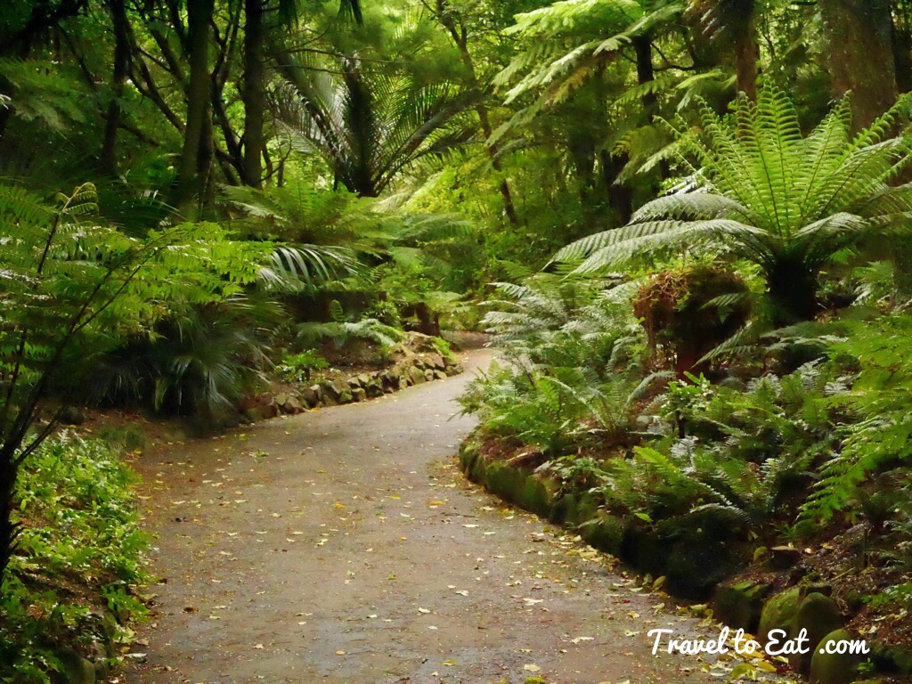 Fern Garden. Wellington Botanic Gardens. Wellington, New ...