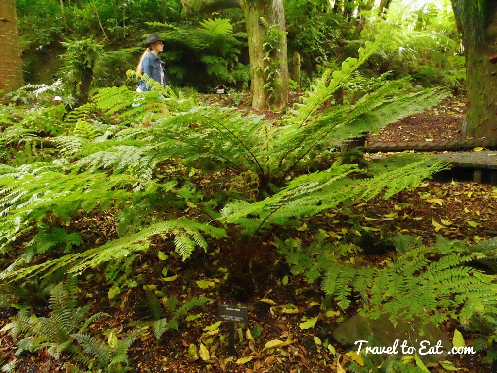 Cyathea smithii (Katote, Soft Tree Fern, Smiths Tree Fern). Fern Garden. Wellington Botanic Gardens. Wellington, New Zealand