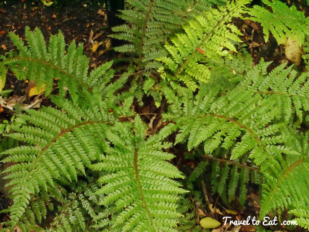 Polystichum polyblepharum (Japanese Tassel Fern). Fern Garden. Wellington Botanic Gardens. Wellington, New Zealand