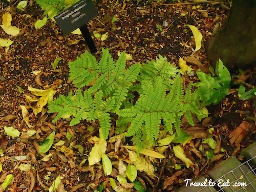 Athyrium otopherum (Eared Fern). Fern Garden. Wellington Botanic Gardens. Wellington, New Zealand