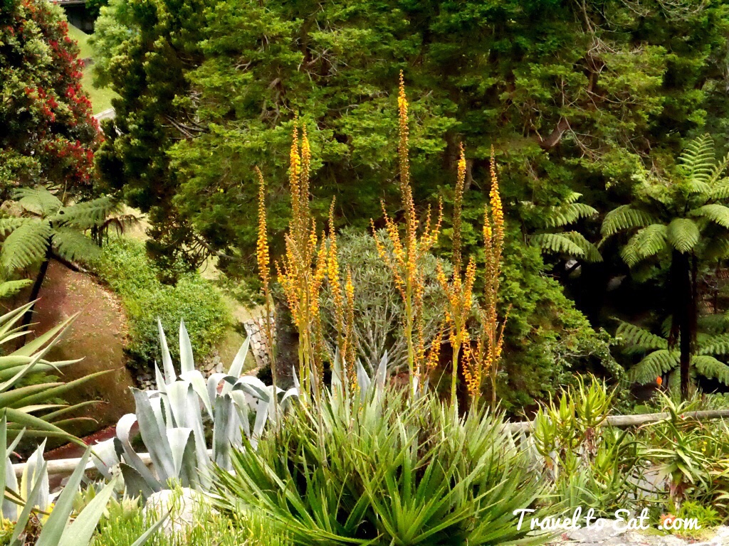 Succulent Garden Wellington Botanic Gardens Wellington New