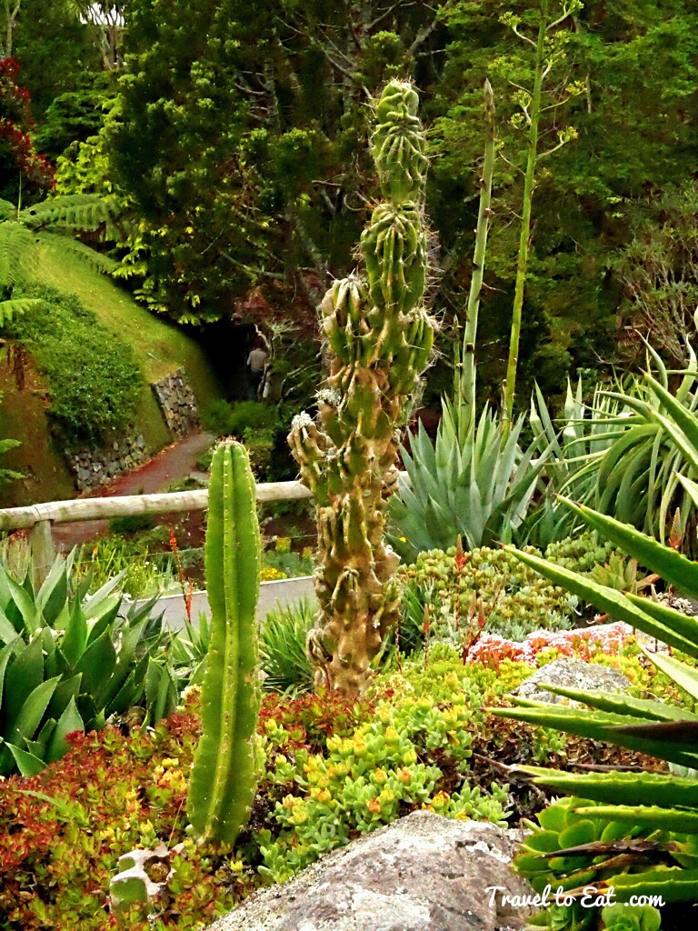 Succulent Garden Wellington Botanic Gardens Wellington New