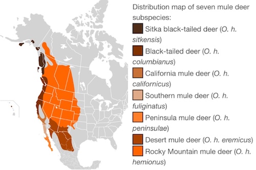 Mule Deer on Mount Charleston. Las Vegas, Nevada - Travel To Eat by ...