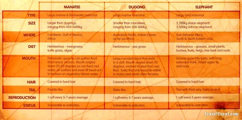 Comparison Chart of Mantee, Dugong and Elephant. Sydney Aquarium, Australia