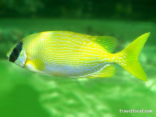 Masked Spinefoot (Siganus puellus). Sydney Aquarium, Australia