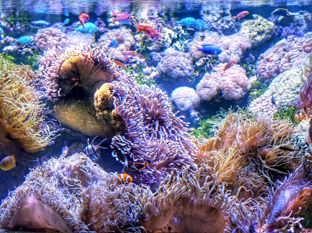 small tropical fish with deep compressed body