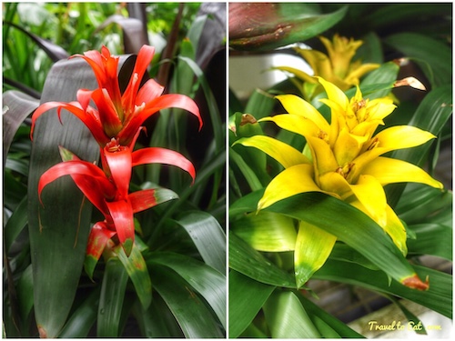 Bromeliads. Eden Garden, Auckland, New Zealand - Travel To Eat