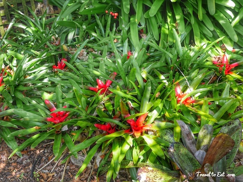 Bromeliads. Eden Garden, Auckland, New Zealand - Travel To Eat