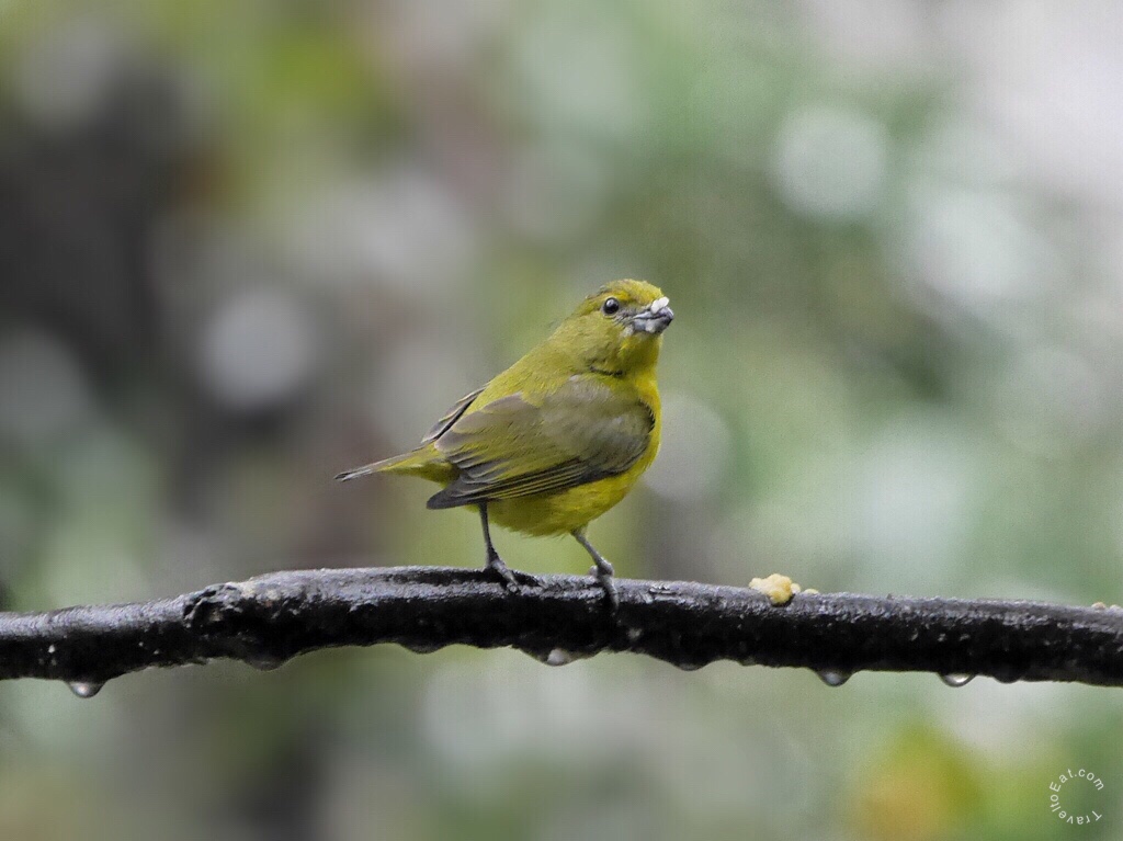 Female Thick Billed Euphonia (Euphonia laniirostris). Inkaterra Machu Picchu Hotel, Aguas Caliente, Peru