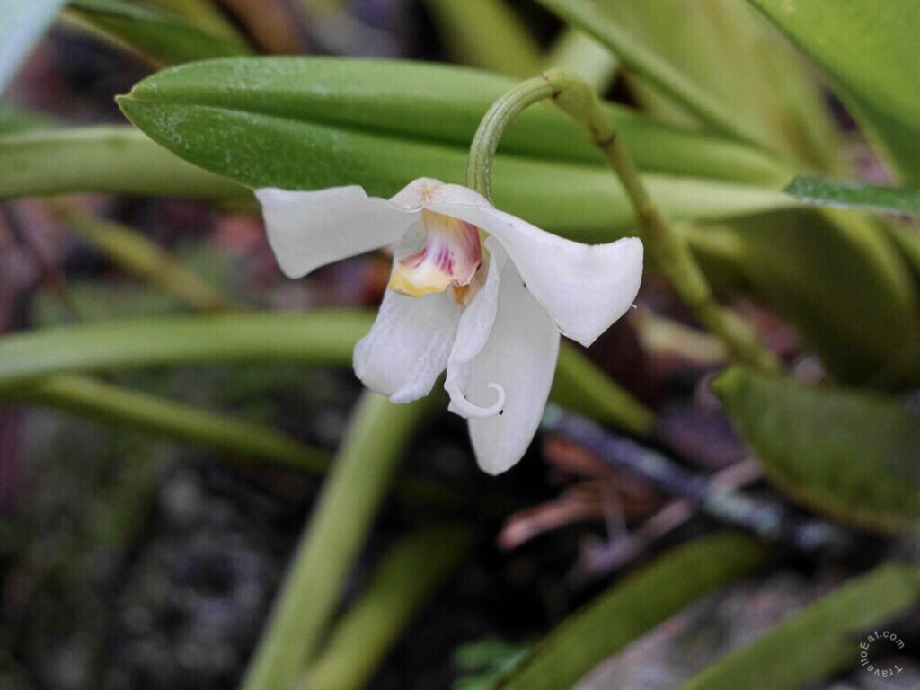 Maxillaria platypetala Ruiz and Pavon 1798. Inkaterra Machu Picchu Pueblo Hotel, Aguas Caliente, Peru
