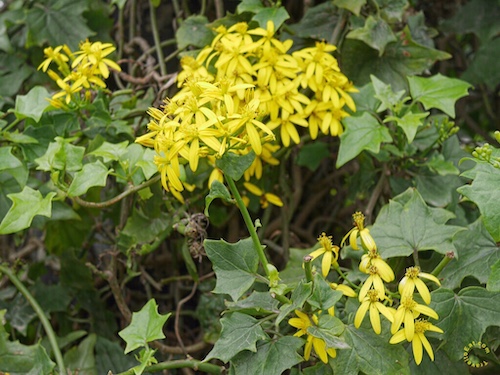 Cape Ivy (Senecio angulatus). Museo Larco, Lima Peru