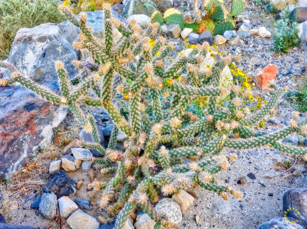 Colorado Buckhorn Cholla Cactus (Cylindropuntia acanthocarpa variation coloradensis). Panamint Springs, Death Valley, California