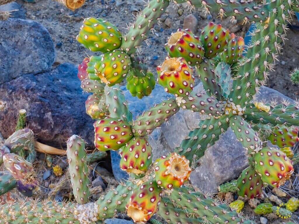 Colorado Buckhorn Cholla Cactus (Cylindropuntia acanthocarpa variation coloradensis). Panamint Springs, Death Valley, California