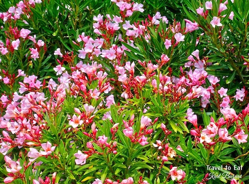 Pink Oleander (Nerium oleander). Las Vegas, Nevada