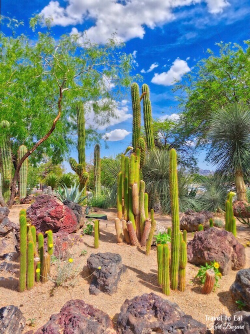 Big Beautiful Cactus - Travel To Eat by Kurt Buzard MD