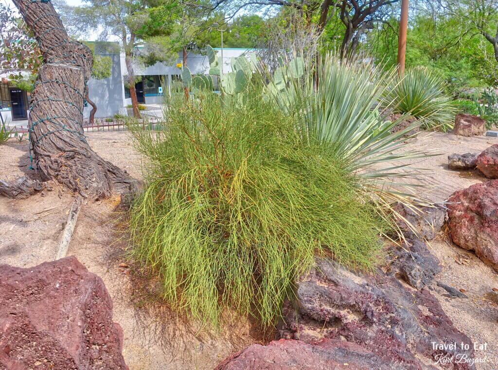 Nevada Ephedra (Ephedra nevadensis). Desert Spoon (Dasylirion wheeleri). Ethel M Botanical Garden, Las Vegas