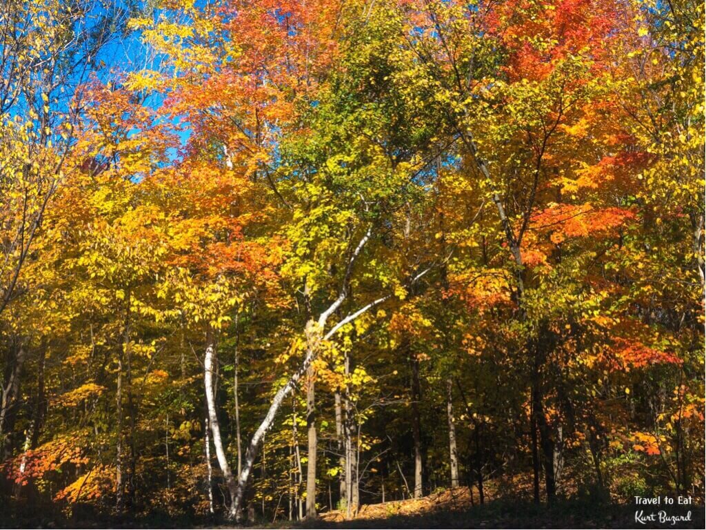 Fall Foliage on Mount Royal. Montréal