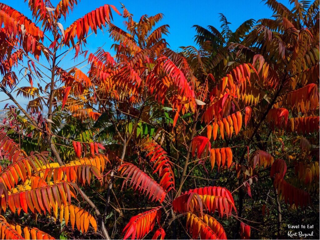 Smooth Sumac (Rhus glabra) in Fall on Mount Royal. Montréal