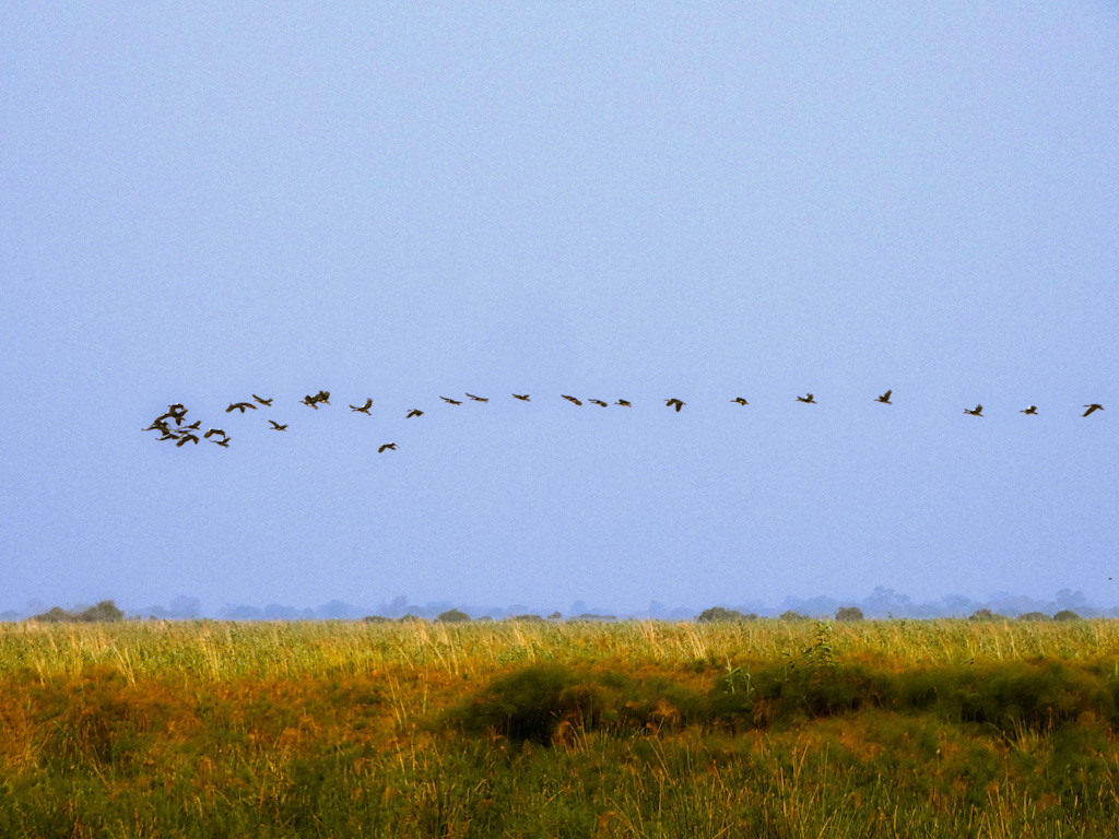 Birds in Formation over the Chobe River