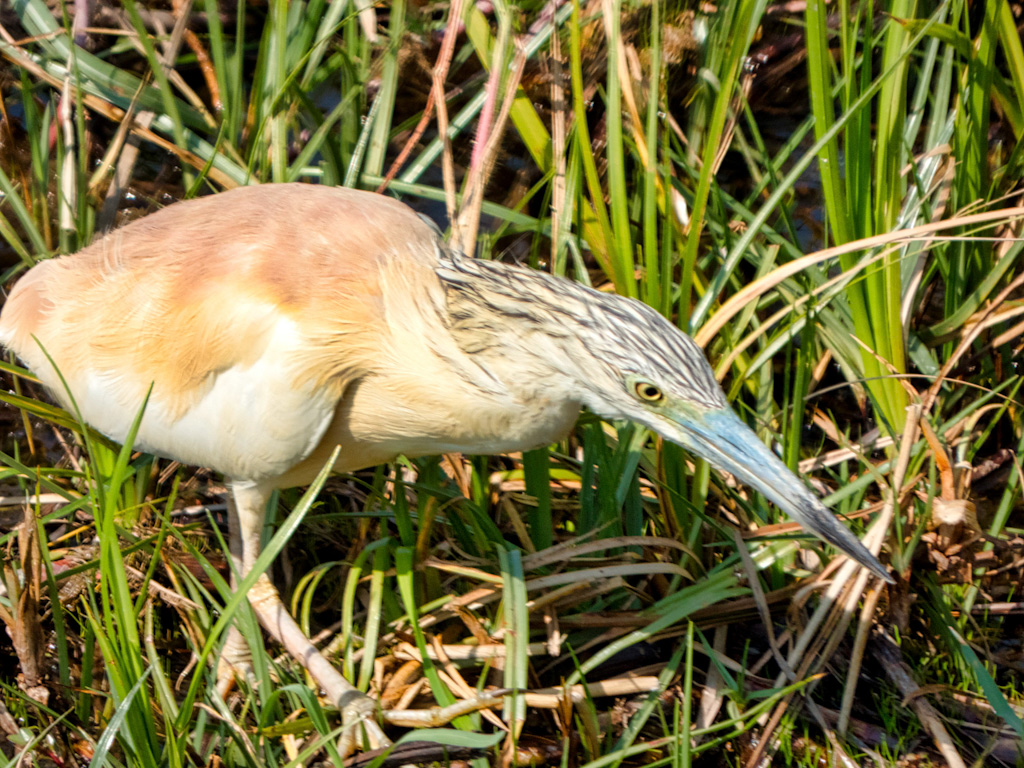 Squacco Heron (Ardeola ralloides) In the Okavango Delta