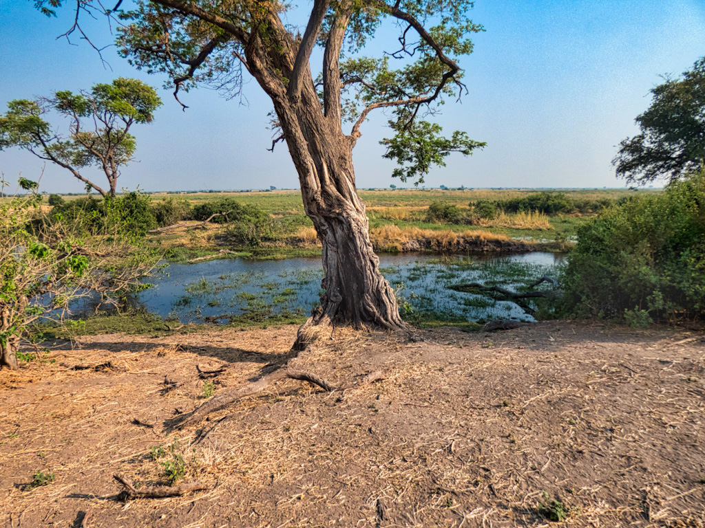 Bank of the Chobe River