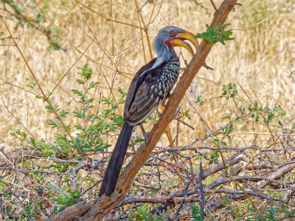 Southern Yellow-Billed Hornbill (Tockus leucomelas)