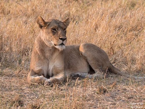 Lioness (Panthera leo)