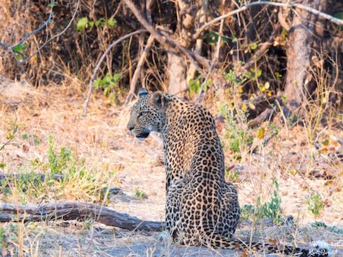 African Leopard (Panthera pardus pardus)