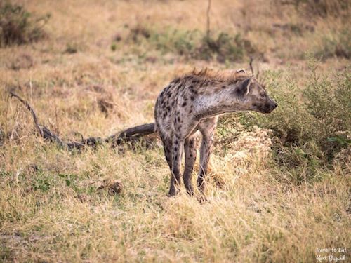 Spotted Hyena (Crocuta crocuta)