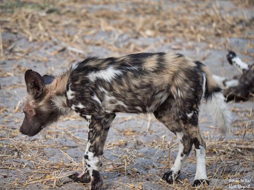 Wild Dog of Botswana 