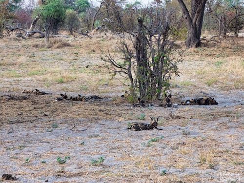 Wild Dog (Lycaon pictus) Pack in Botswana