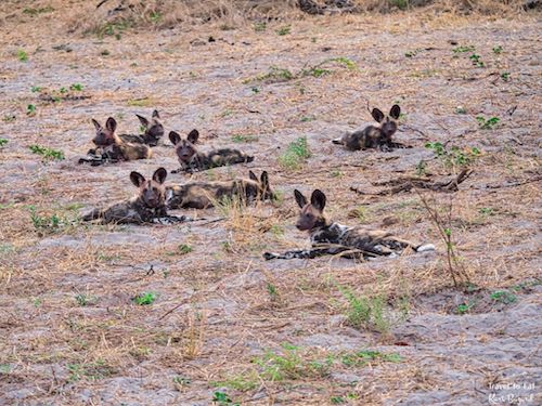 Wild Dog (Lycaon pictus) Pack in Botswana