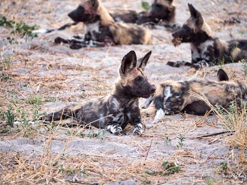 Wild Dog (Lycaon pictus) Pack in Botswana