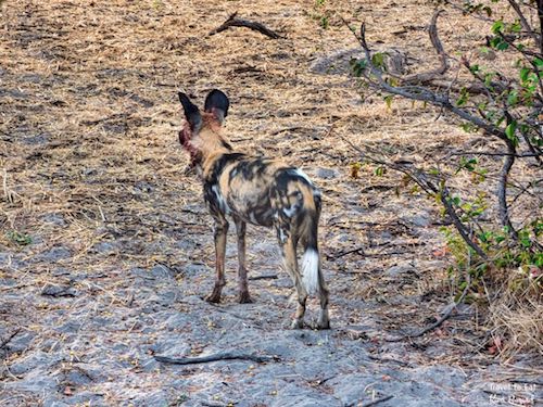 Long Legged African Wild Dog (Lycaon pictus)