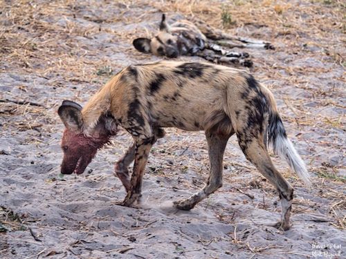 Long Lanky Appearance of African Wild Dog (Lycaon pictus)