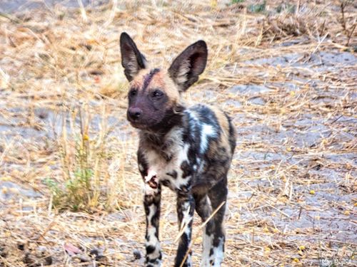 African Wild Dog (Lycaon pictus)