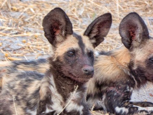 African Wild Dog (Lycaon pictus)