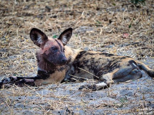 African Wild Dog (Lycaon pictus)