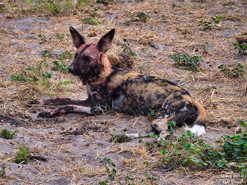 Wild Dogs of Botswana (Lycaon pictus) With Blood Stained Face