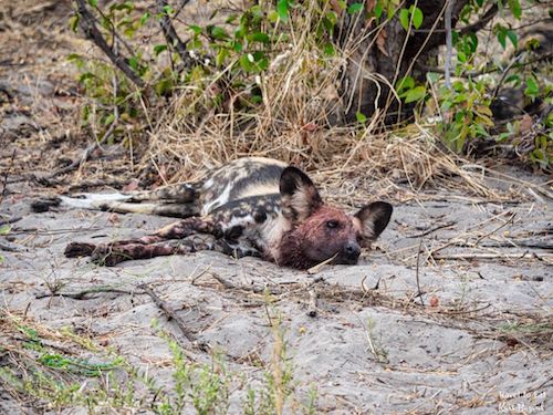 Wild Dogs of Botswana (Lycaon pictus) With Blood Stained Face