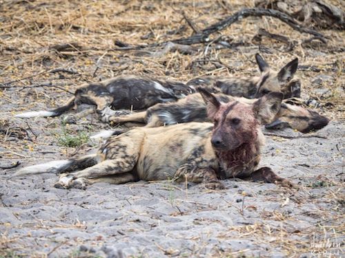 Thinning Coat of Older Wild Dog of Botswana (Lycaon pictus)