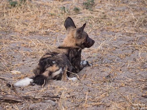 Thick Coat of Young Wild Dog of Botswana (Lycaon pictus)