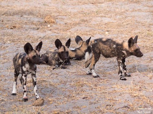 Wild Dogs of Botswana (Lycaon pictus) Group of Cubs