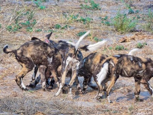 African Wild Dog Regurgitation (Lycaon pictus)