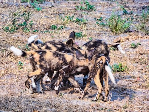 African Wild Dog Regurgitation (Lycaon pictus)