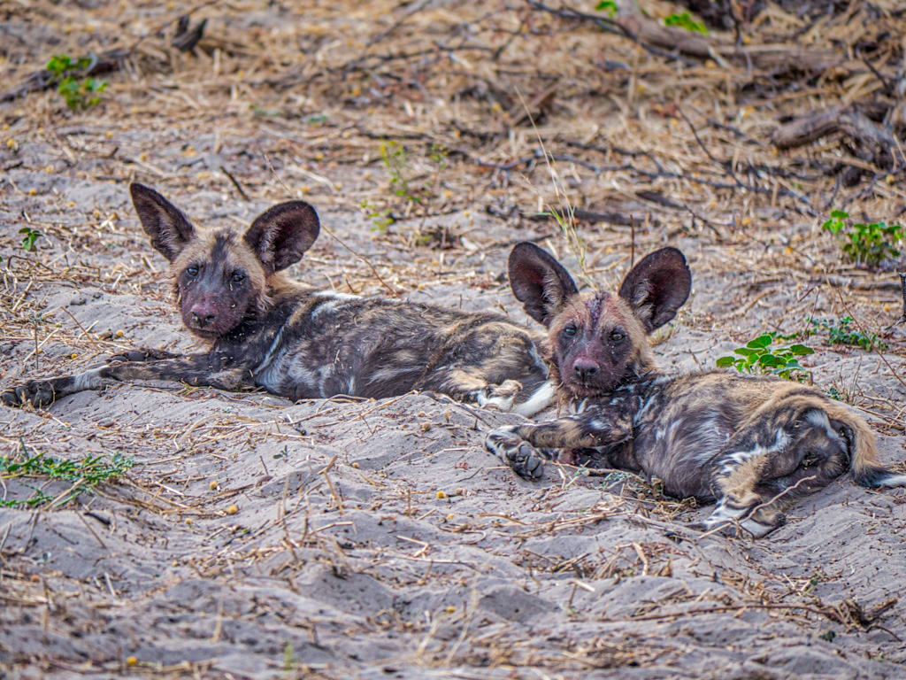 Wild Dogs of Botswana (Lycaon pictus)