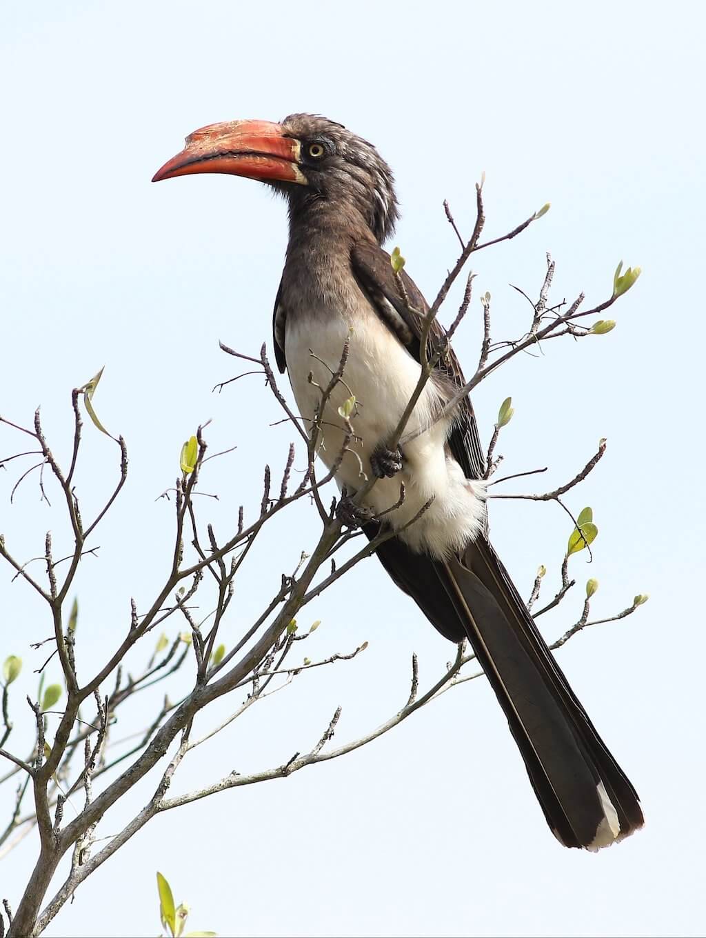 Crowned Hornbill (Lophoceros alboterminatus) Wikipedia